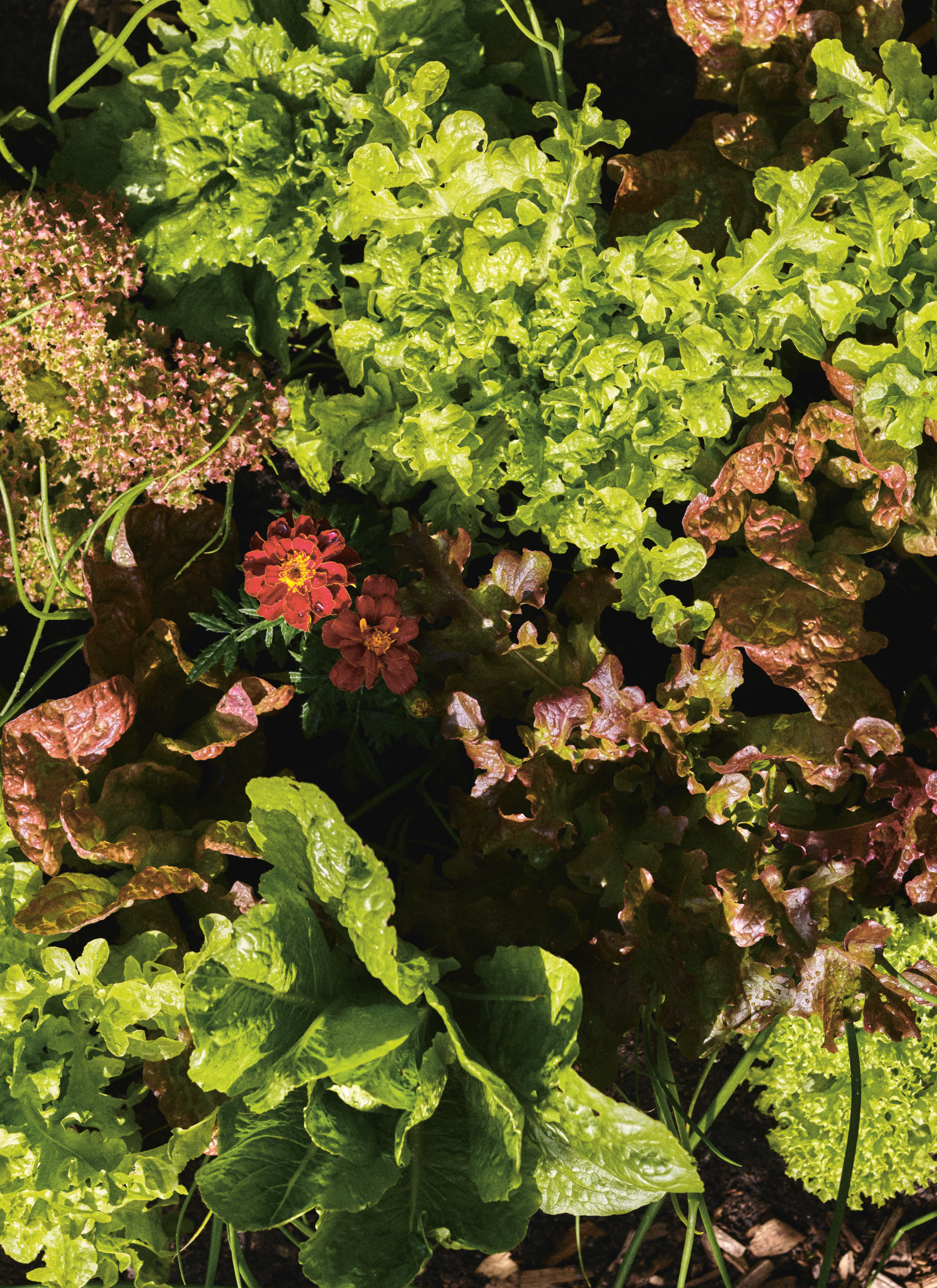 Image Merveilleuses mauvaises herbes