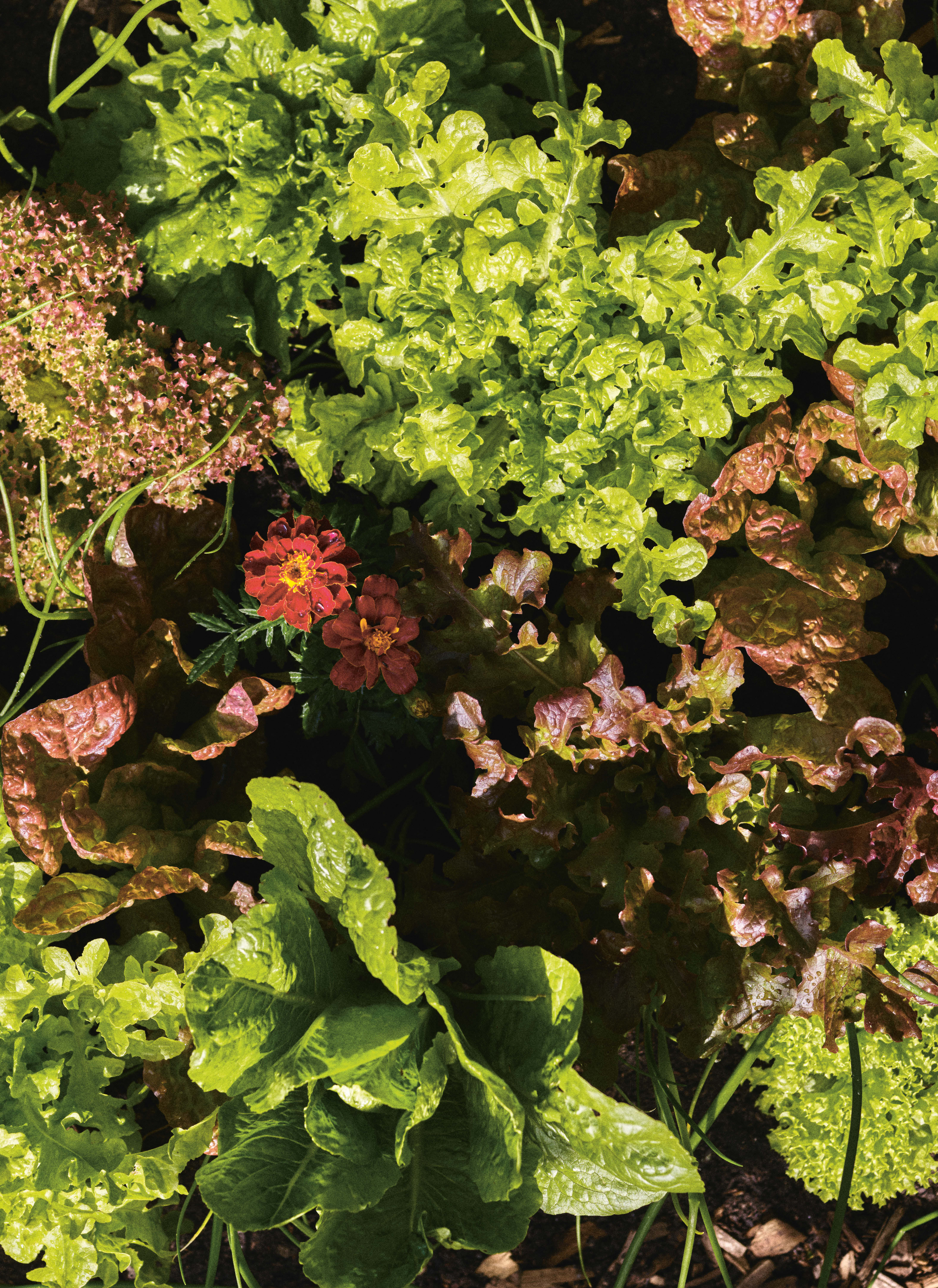 Potager urbain débutant : tout pour réussir vos plantations en ville
