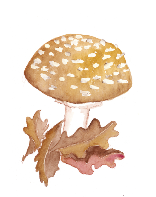 Cueillette des champignons : conseils et bonnes pratiques pour une récolte en toute sécurité